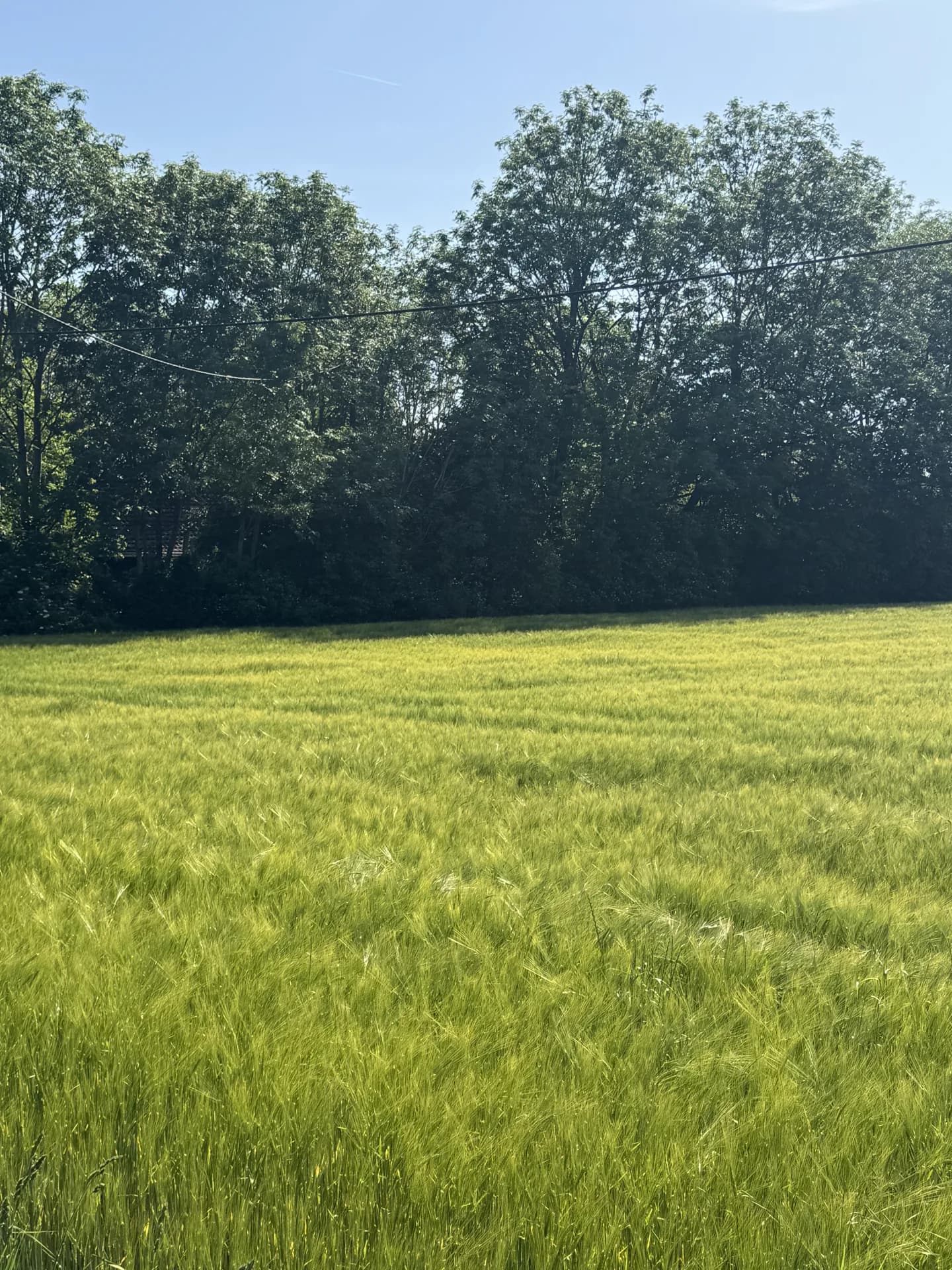 Begehungsschein bei Warendorf (Nordrhein-Westfalen), 185 ha