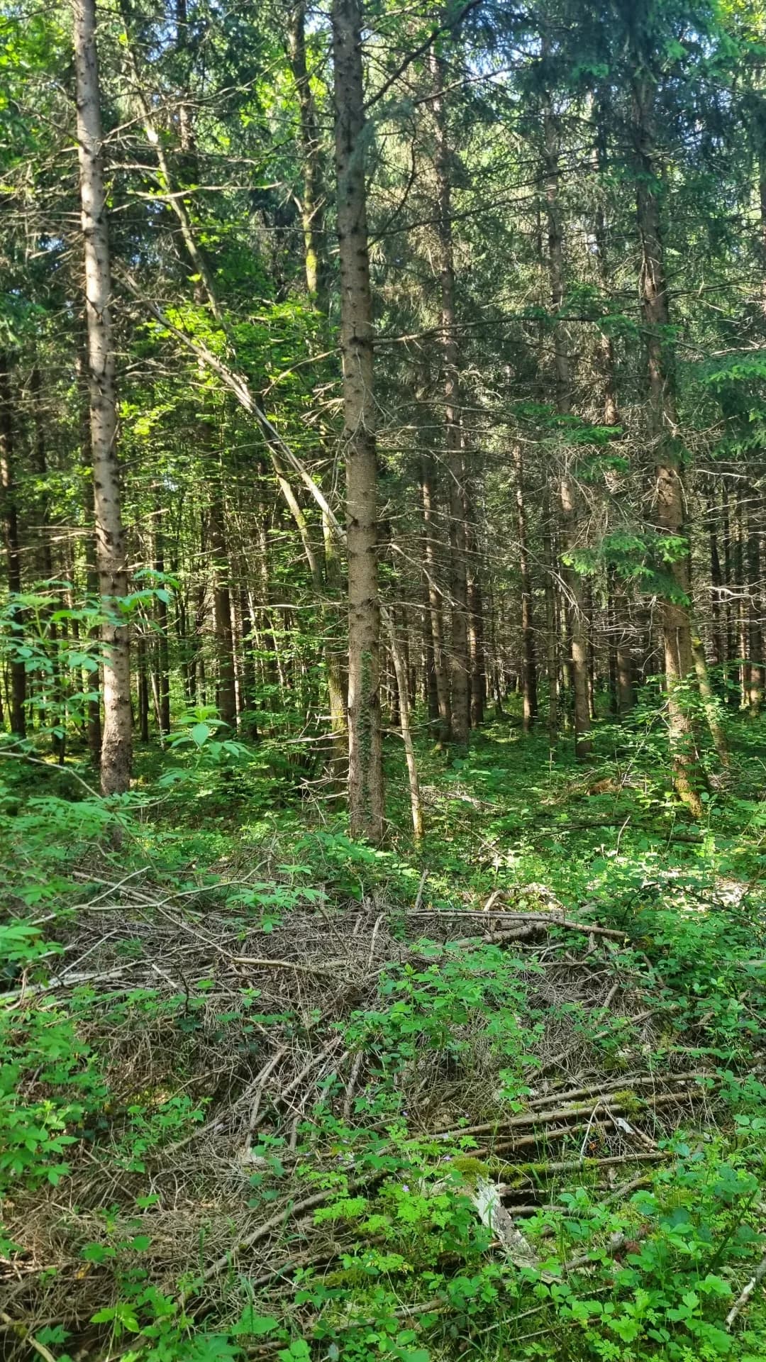 Begehungsschein bei Winterberg (Nordrhein-Westfalen), 460 ha