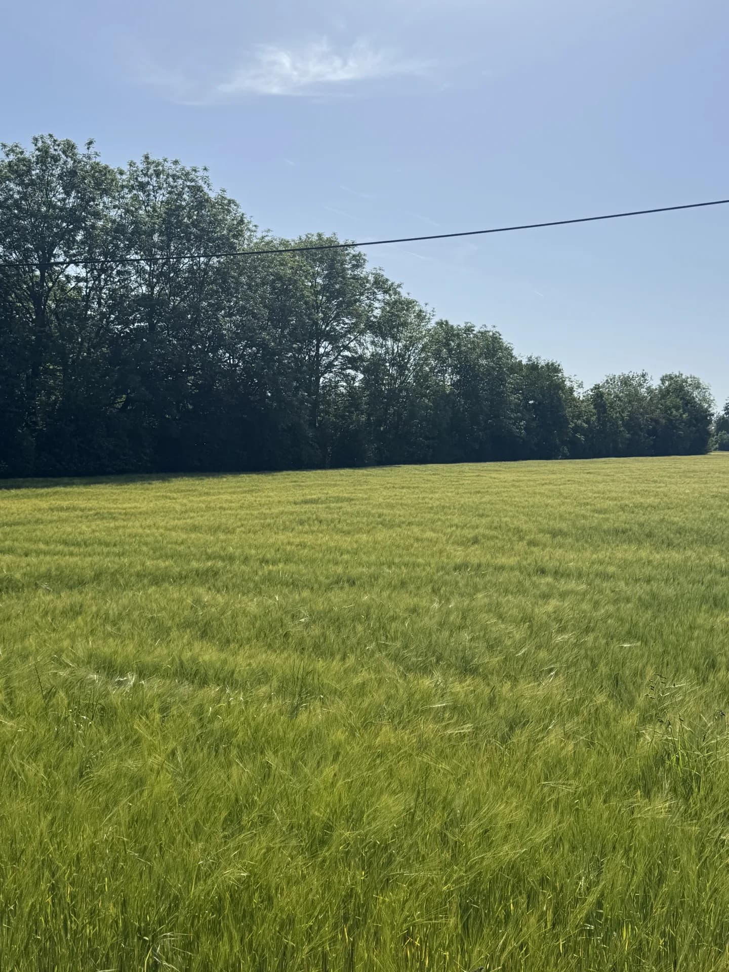 Jagdpacht bei Bad Hersfeld (Hessen), 250 ha - Bild 2