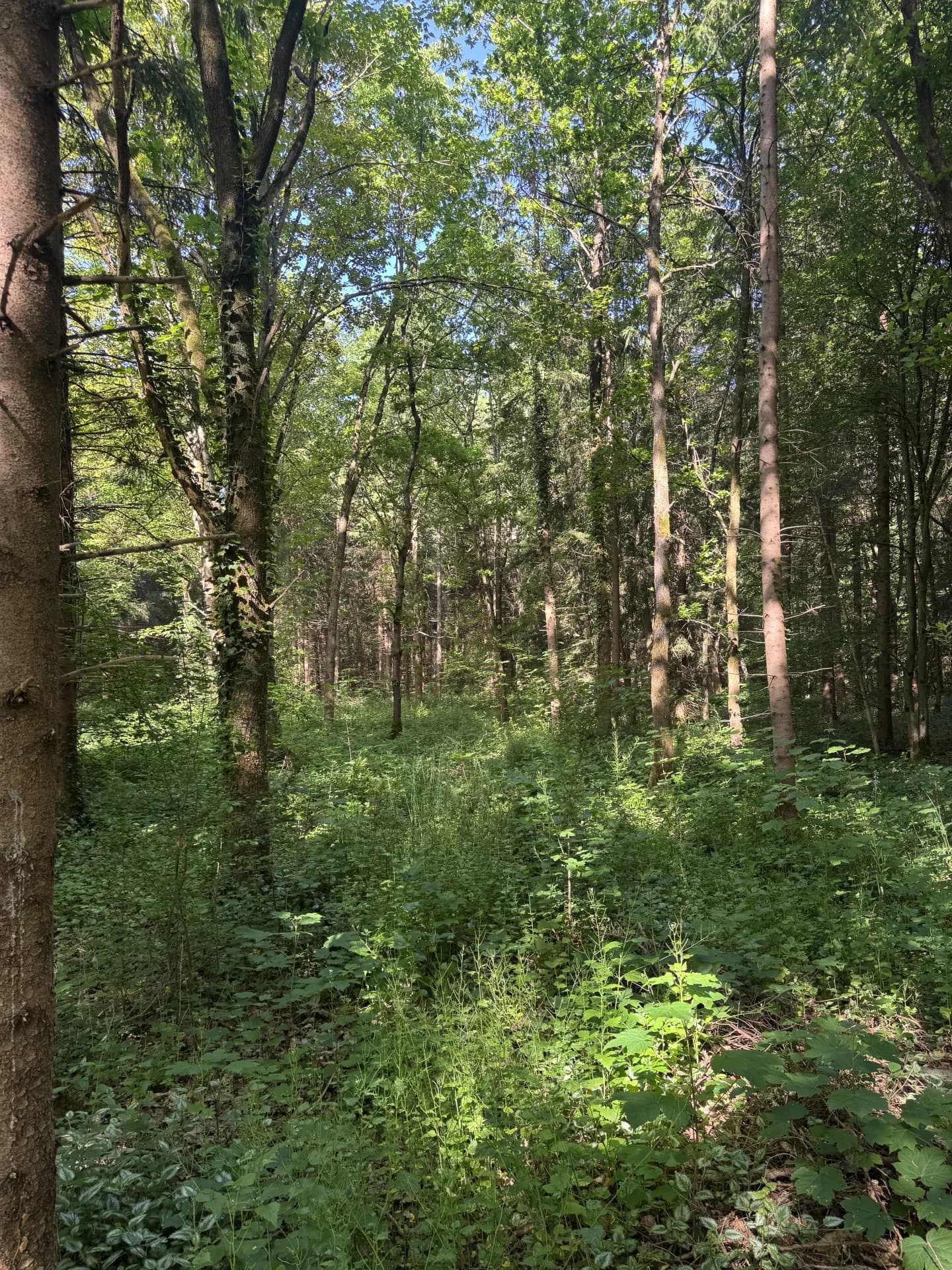 Jagdpacht bei Eberswalde (Brandenburg), 740 ha - Bild 2