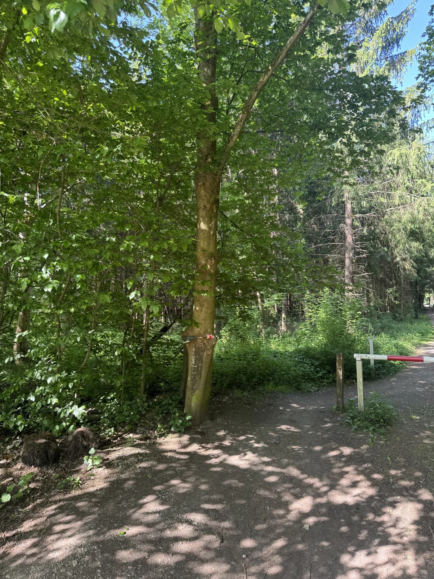 Jagdpacht bei Eberswalde (Brandenburg), 740 ha - Bild 3