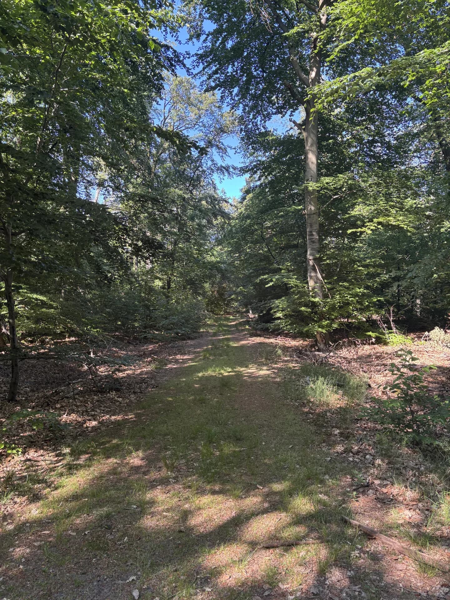 Jagdpacht bei Daun (Rheinland-Pfalz), 320 ha
