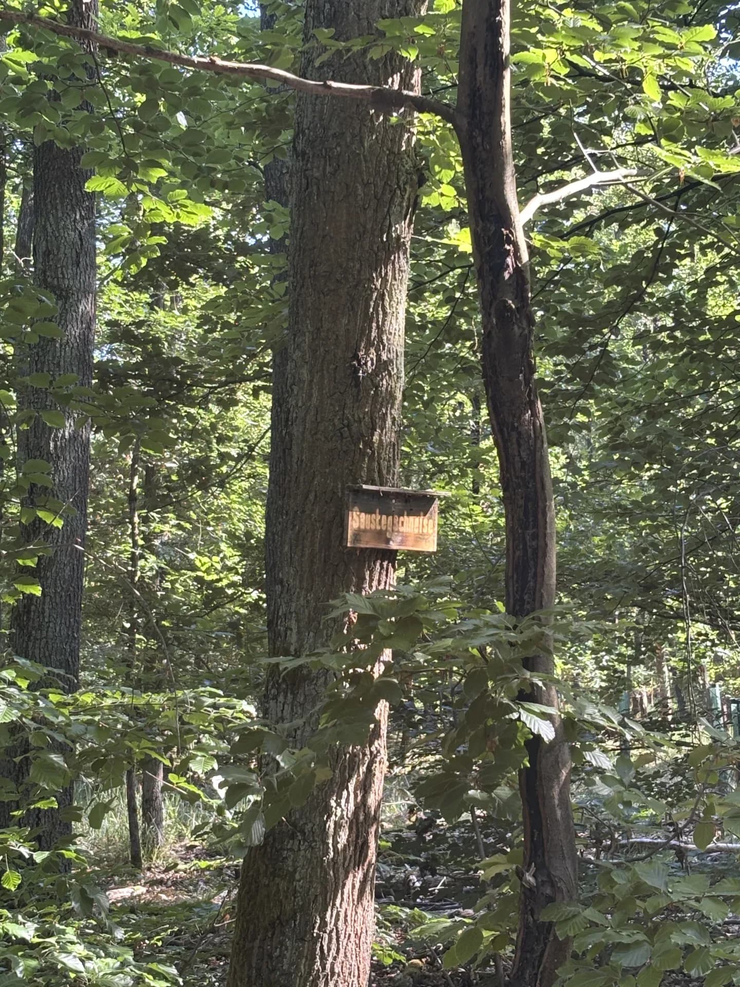 Jagdpacht bei Daun (Rheinland-Pfalz), 320 ha - Bild 2