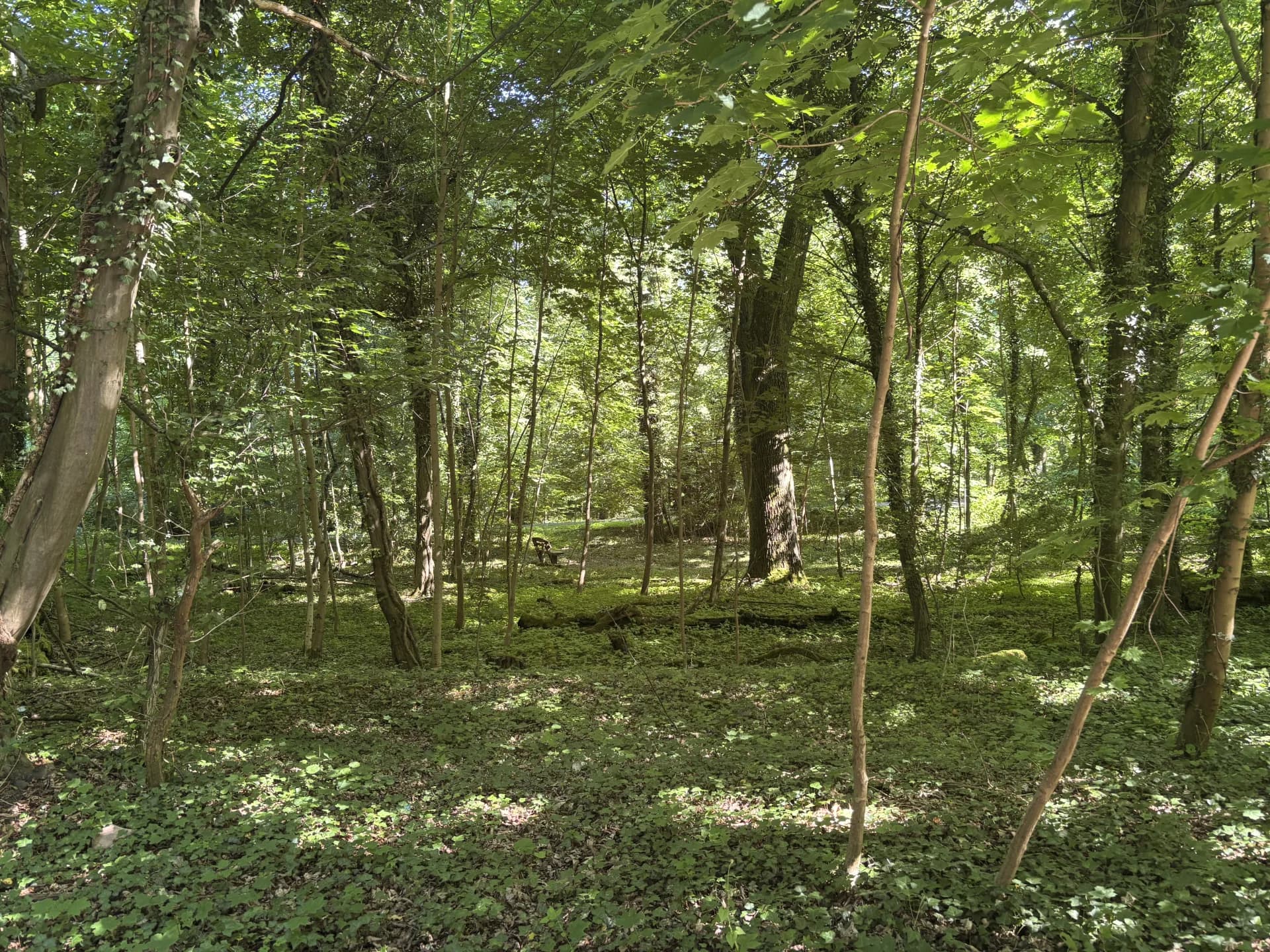 Jagdpacht bei Zwiesel (Bayern), 410 ha