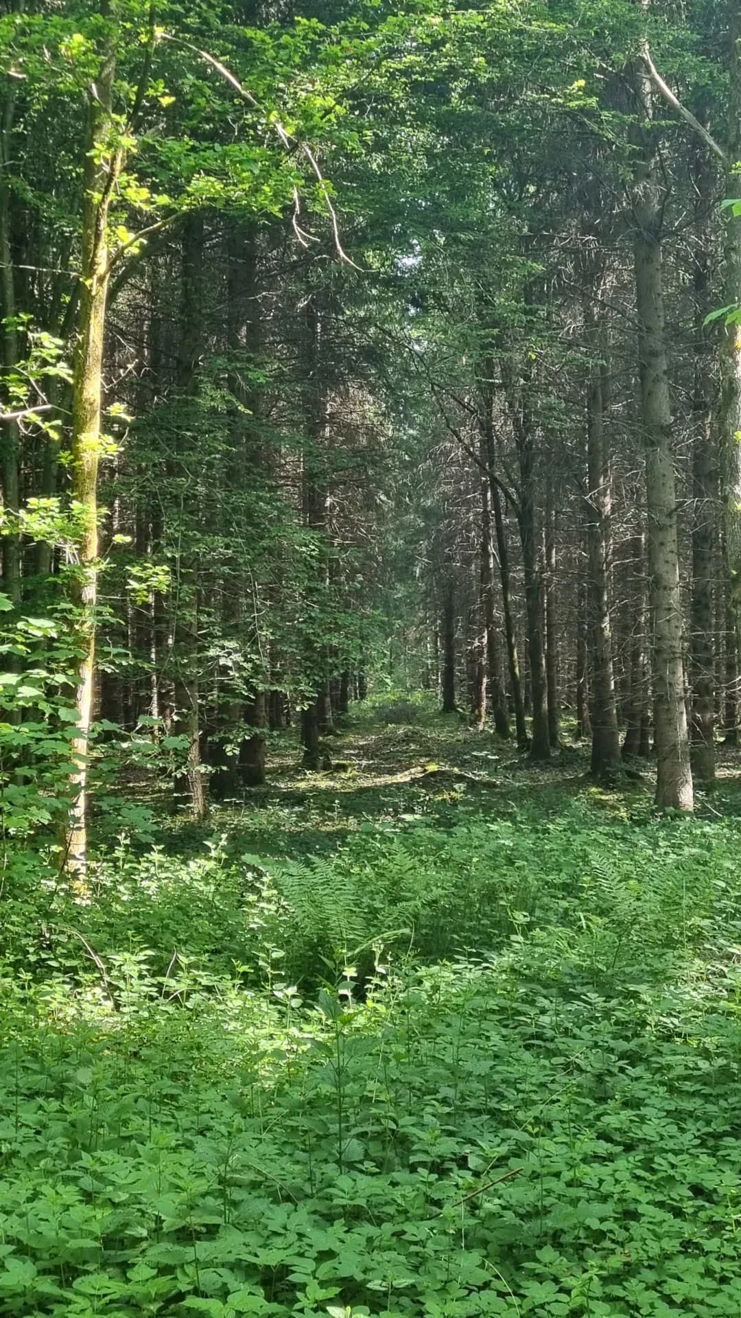 Begehungsschein bei Suhl (Thüringen), 430 ha
