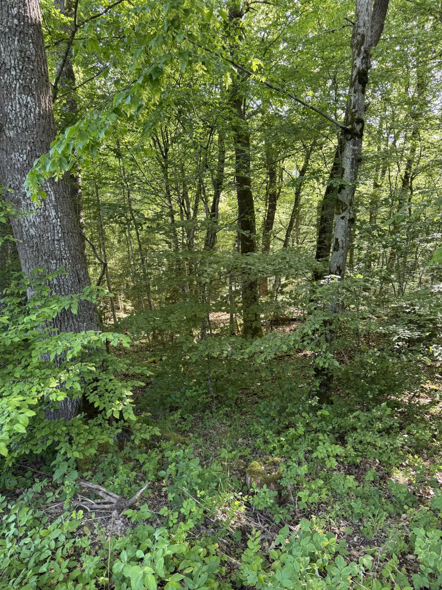 Jagdpacht bei Bamberg (Bayern), 300 ha
