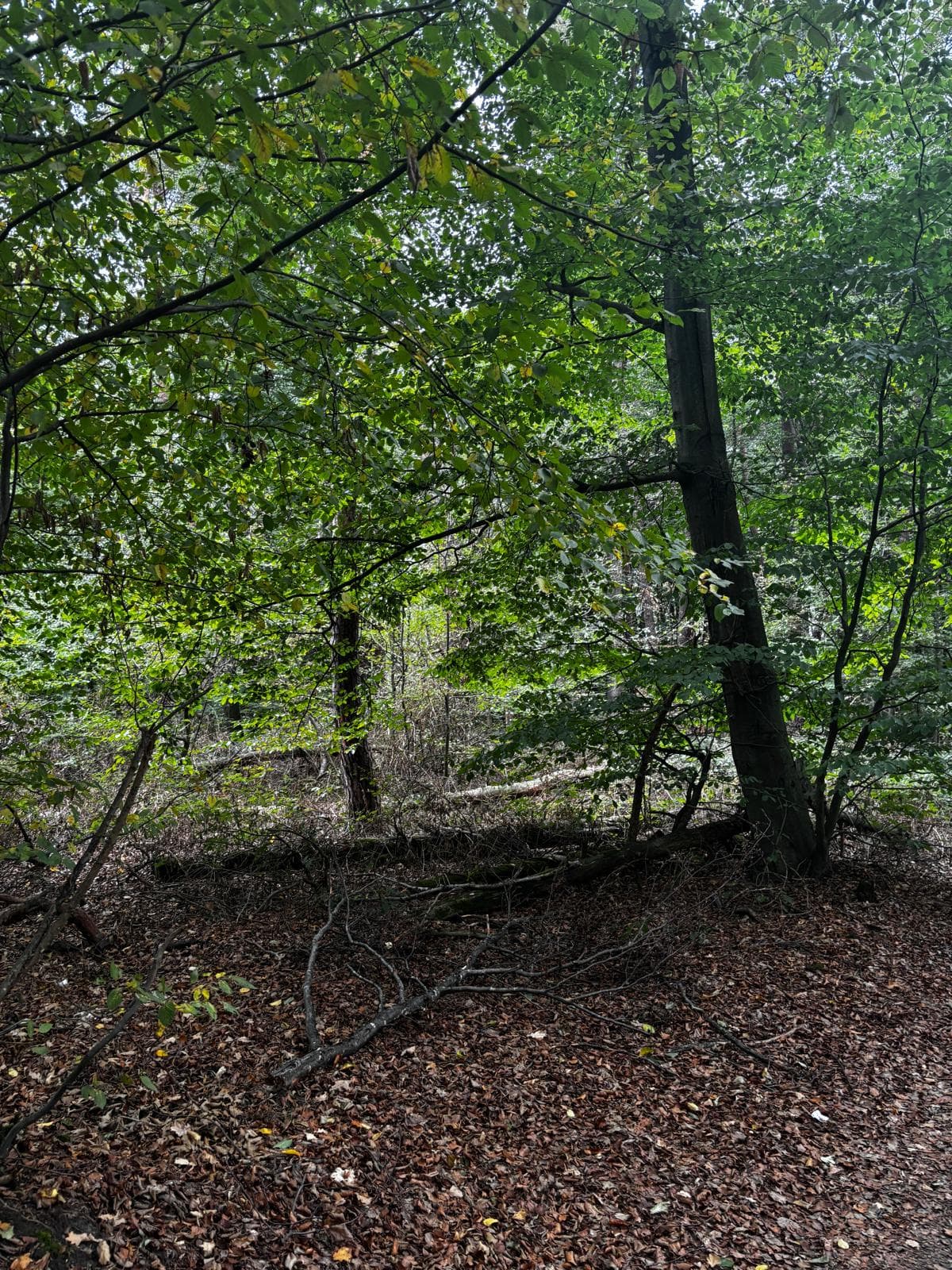 Begehungsschein Waldrevier Altmühltal – Rehwild und Schwarzwild