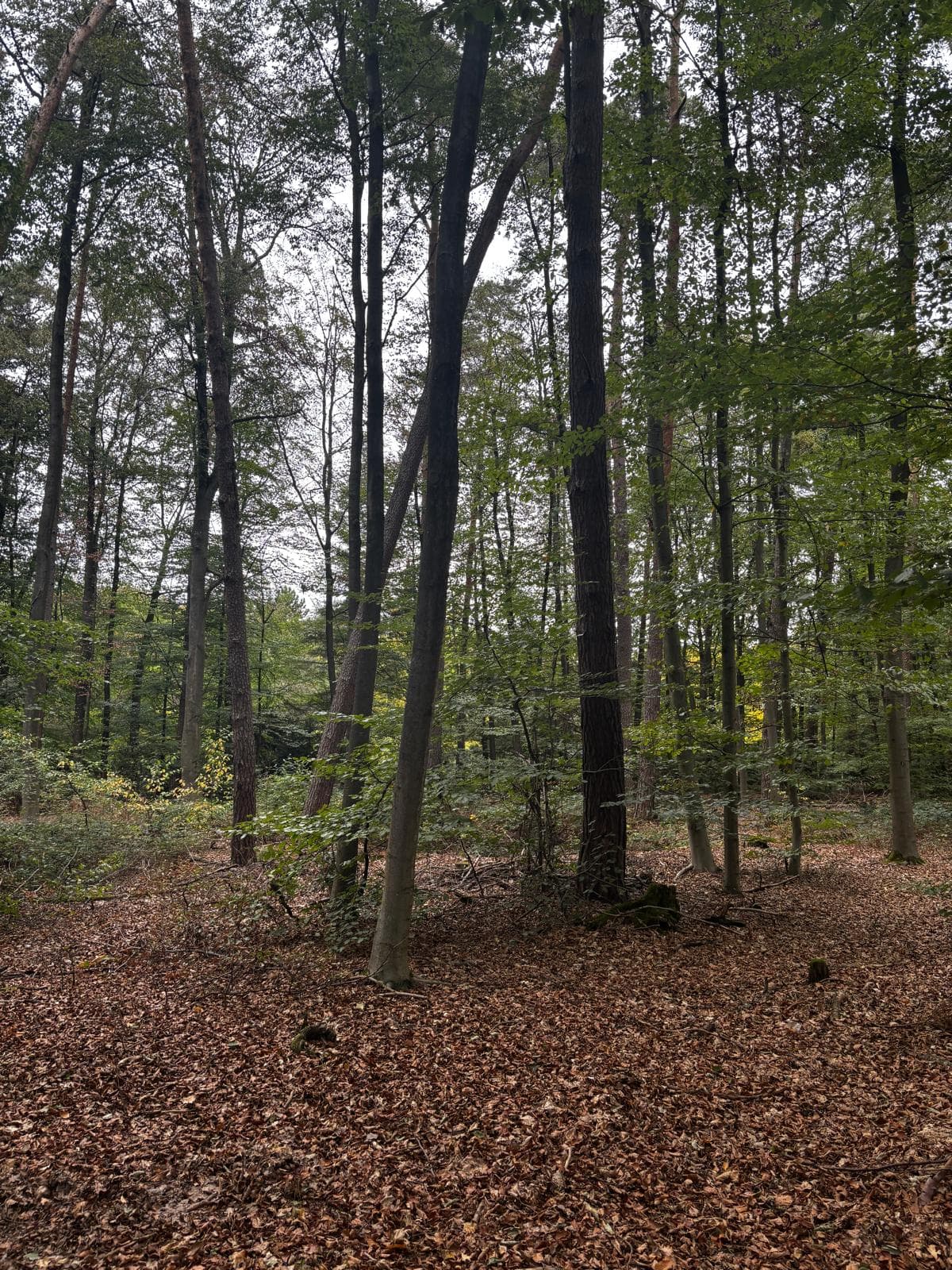 Begehungsschein Feld- und Waldrand, Rehwild