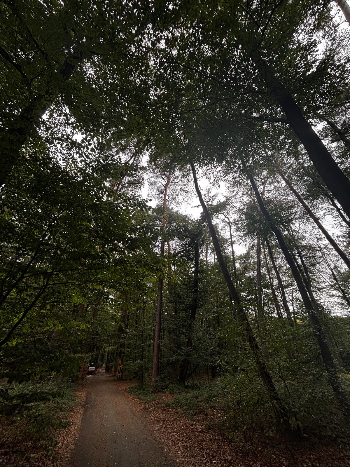 Eigenjagd im Bayerischen Wald zu verpachten