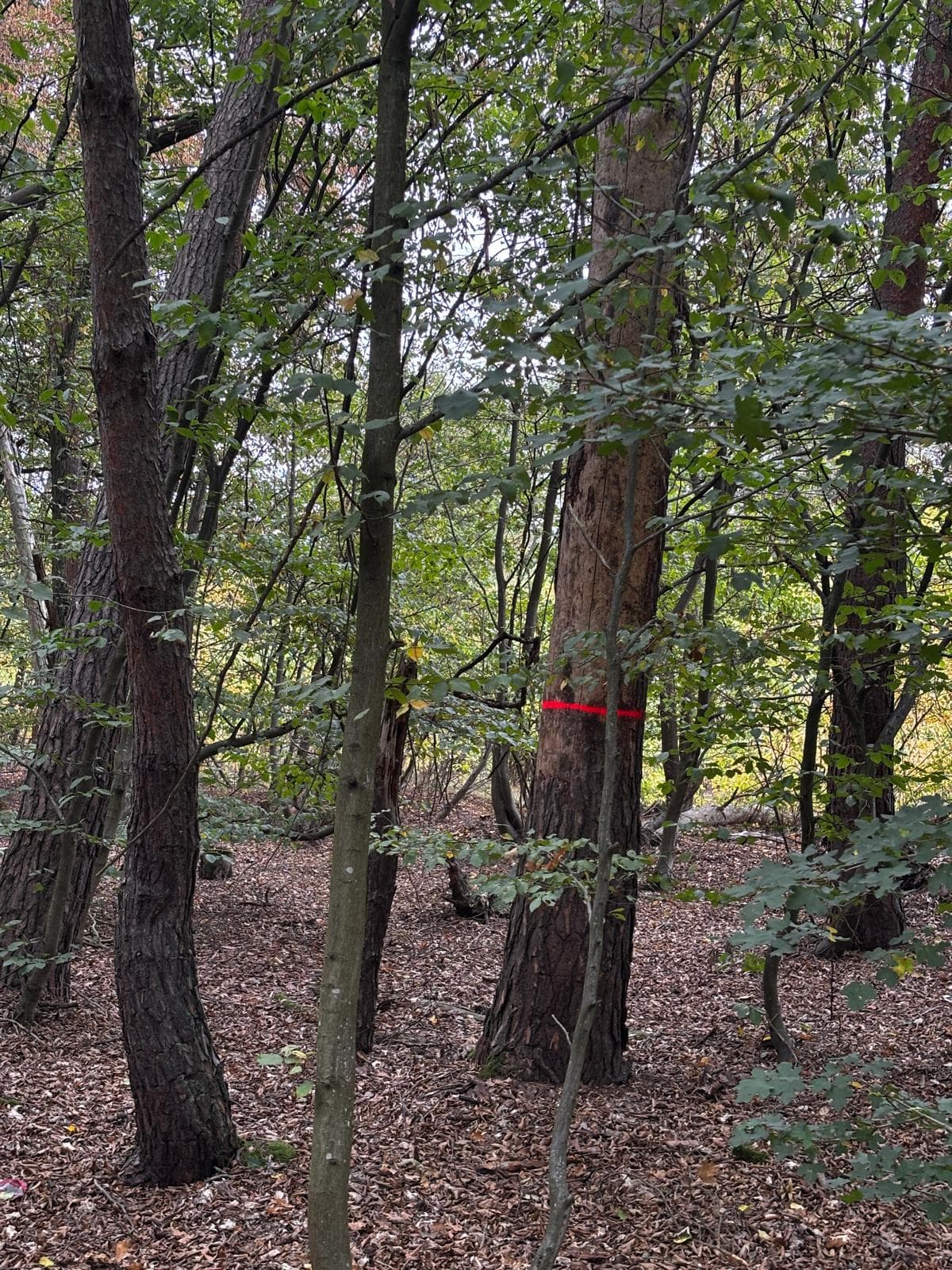 Begehungsschein Feldrevier Rhön-Grabfeld, Schwerpunkt Schwarzwild und Raubwild