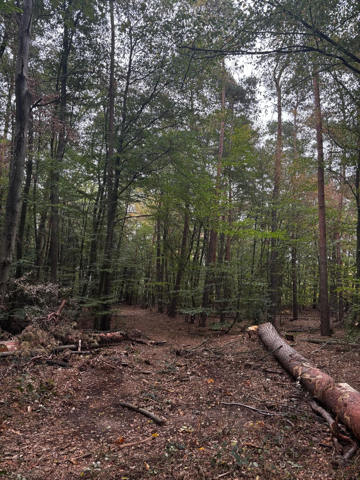 Waldjagd Nordschwarzwald mit Hütte