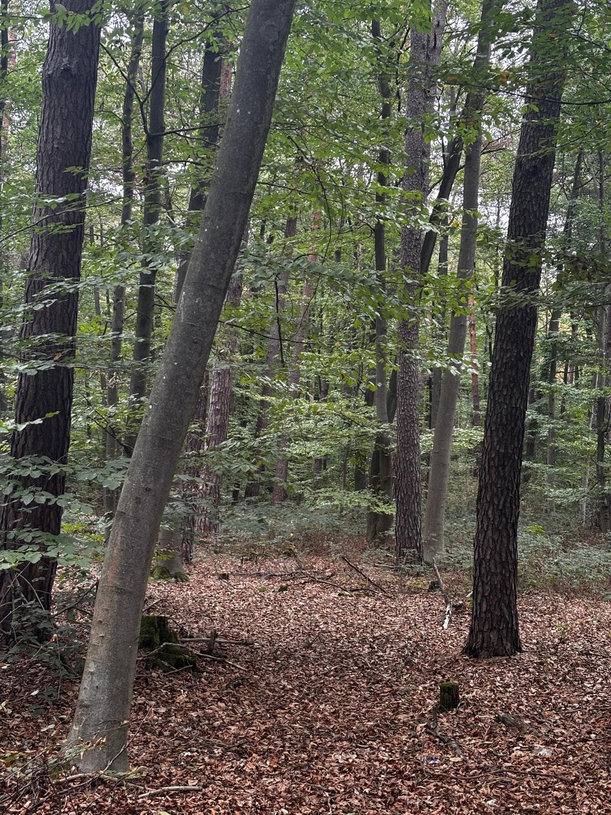 Begehungsschein im Landkreis Landsberg am Lech, Feld und Wald