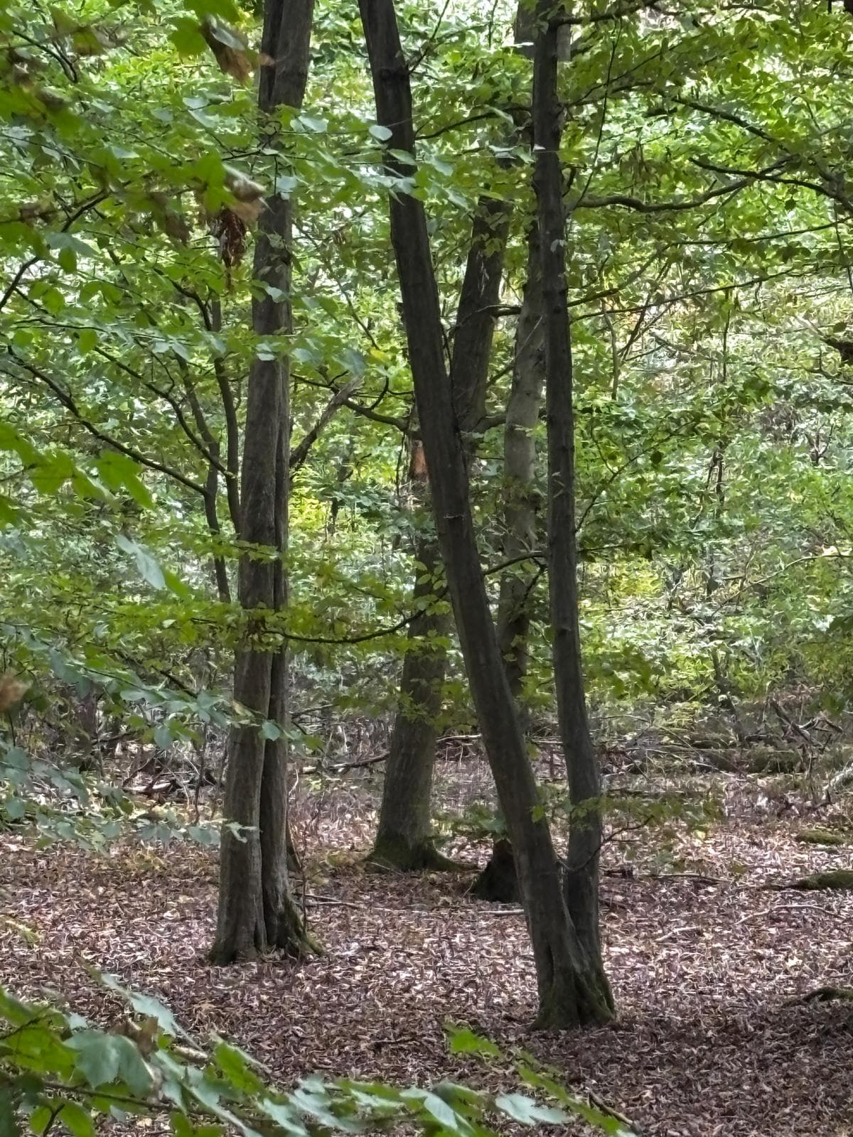 Rehbock-Einzelabschuss Frühjahr, Oberpfalz