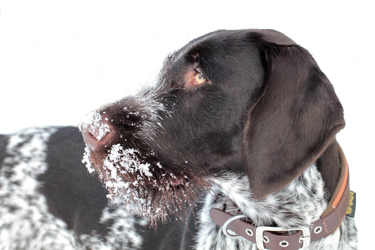Deutsch Drahthaar im Schnee
