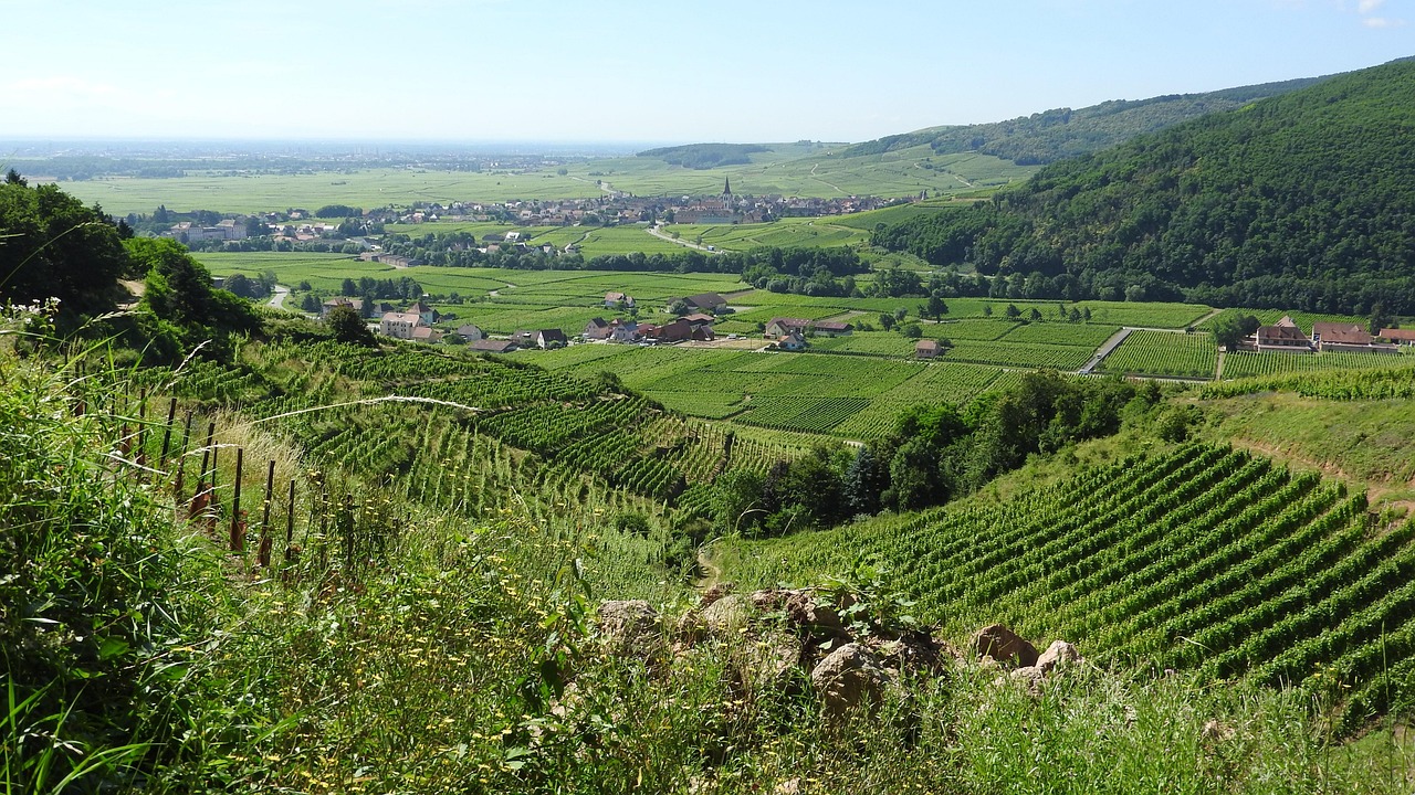 Weinberge im Elsass im Sommer