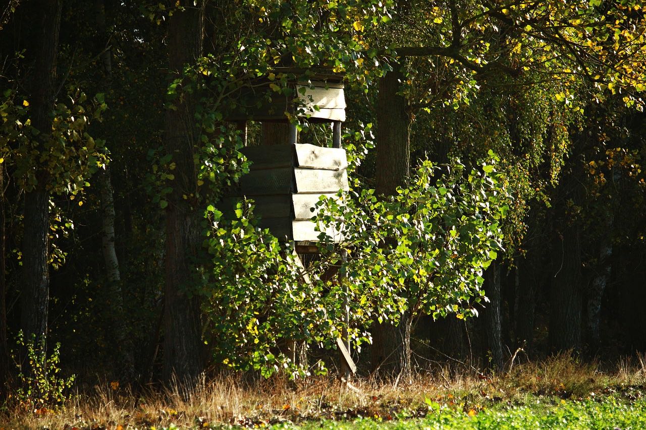 Von Bewuchs umgebene Jagdkanzel am Rand eines Herbstwaldes