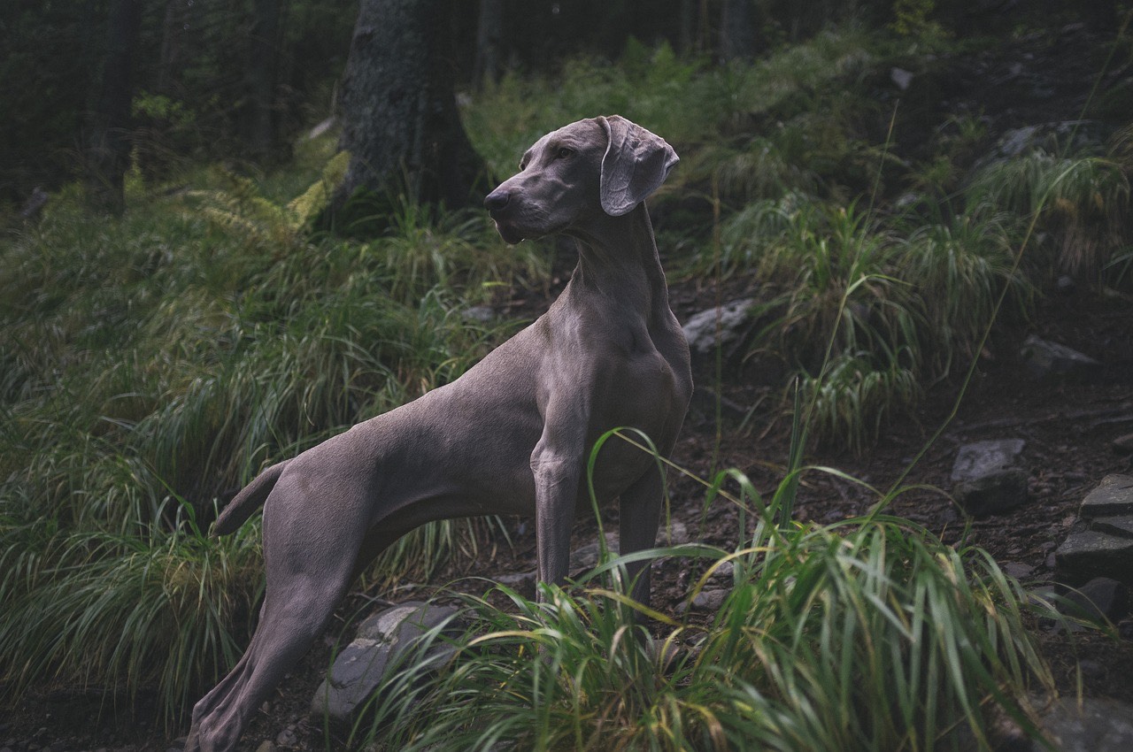 Weimaraner im Wald, aufmerksam stehend